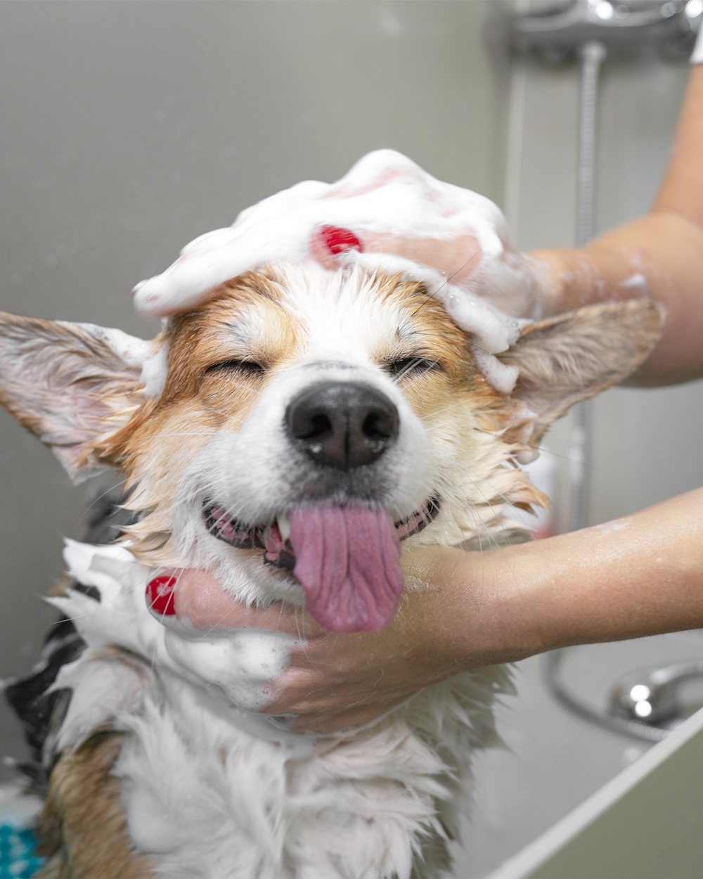Perro recibiendo su baño en la estética de Marley's Paw