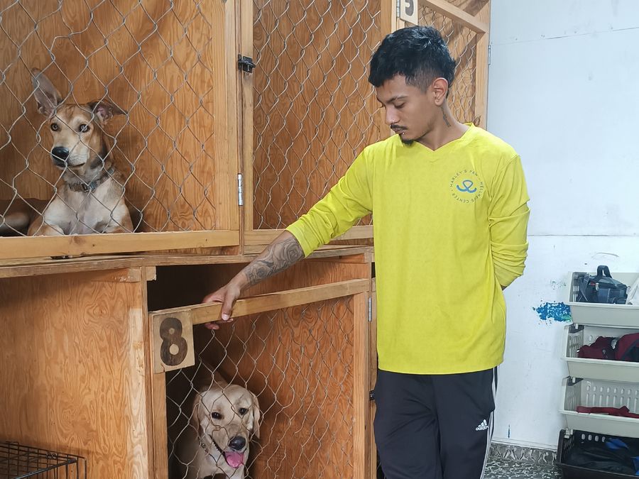 Área de hospedaje de Marley's Paw con un cuidador y dos perros