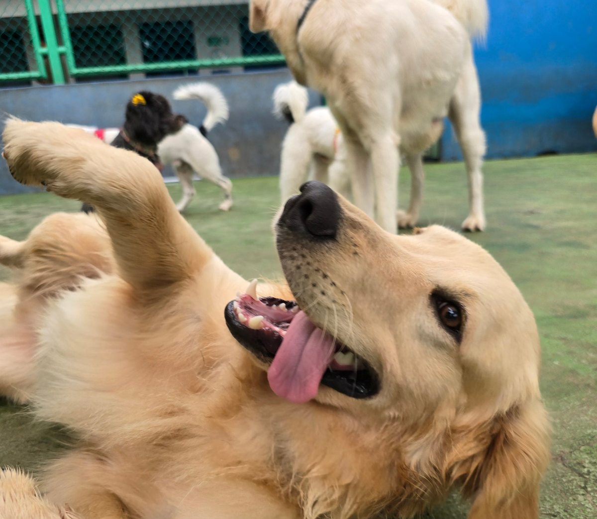 Perro golden retriever jugando en el patio de Marley's Paw