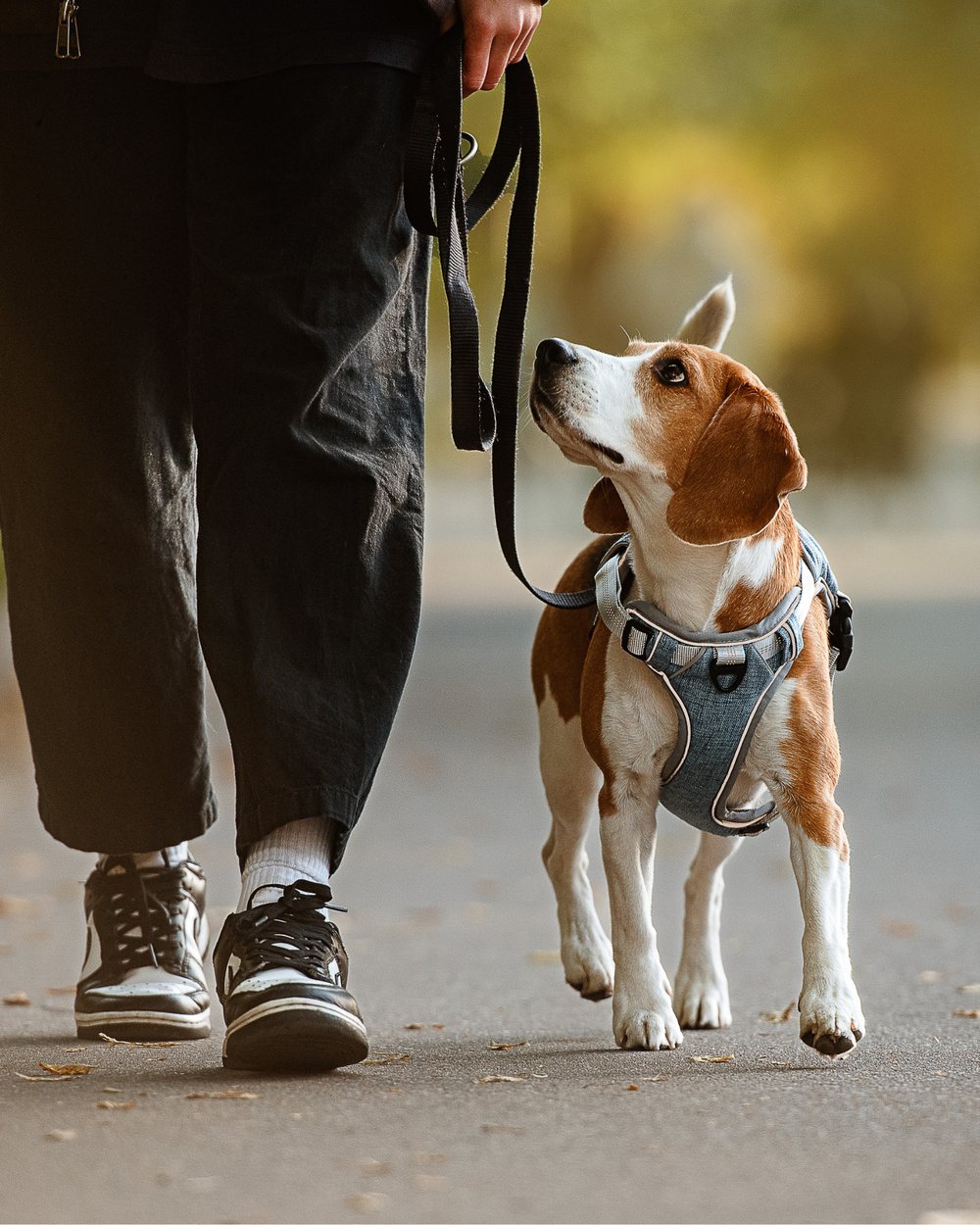 Paseador de Marley's Paw caminando con un perro